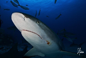Swimming by camera this Reef Shark nose what's up!Another... by Steven Anderson 
